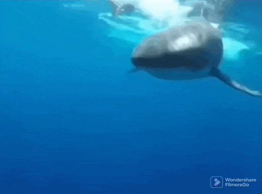 1745543215608.gif