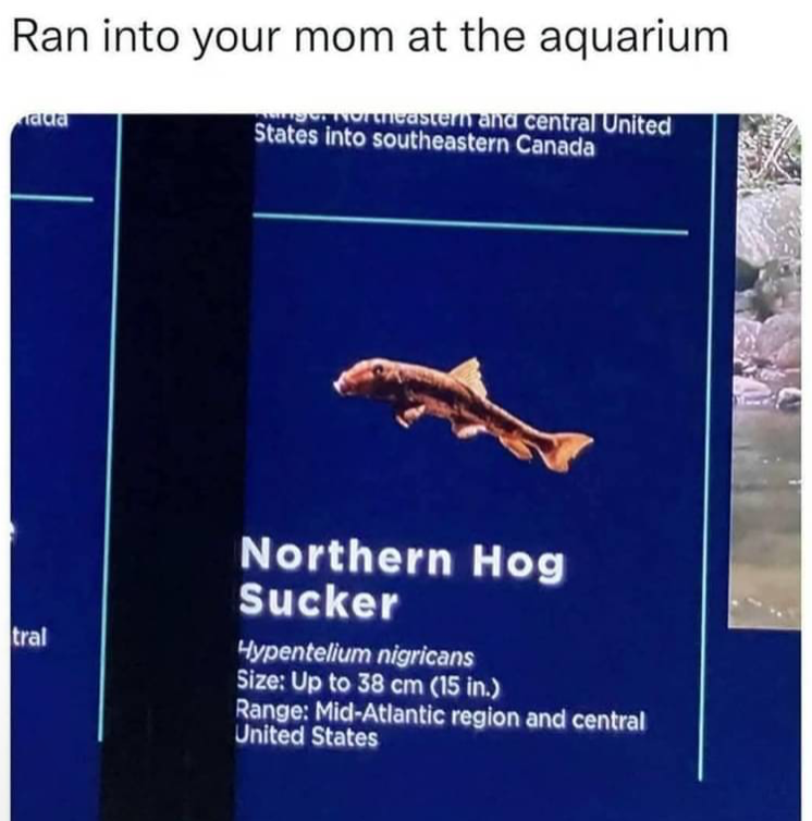 1747947275422.png