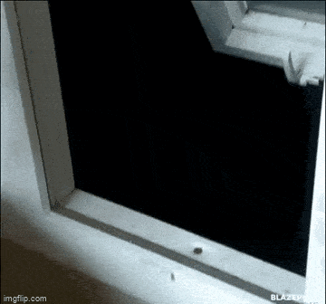 1748259458521.gif