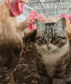 1748520321448.gif