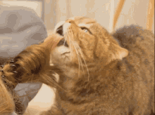 1748614553774.gif