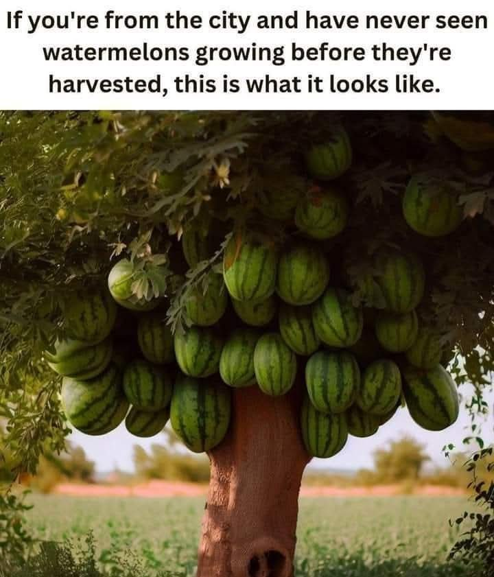 1753059624291.png