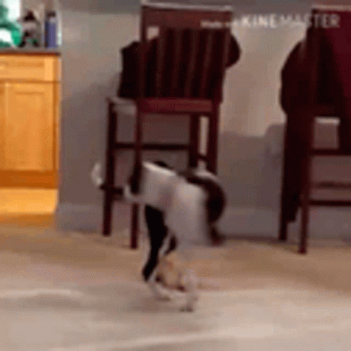 1753196987442.gif