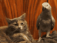 1754179473441.gif