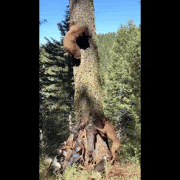 1756241268116.gif
