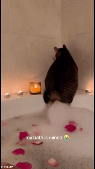 1760392680337.gif