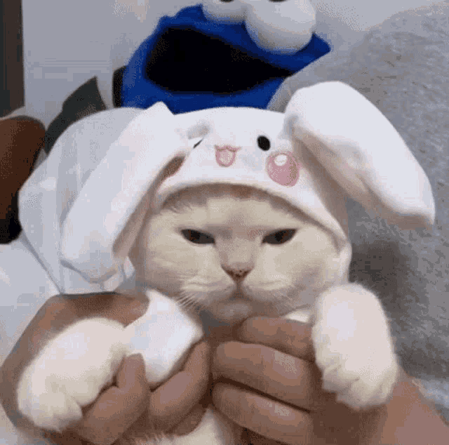 19085.gif