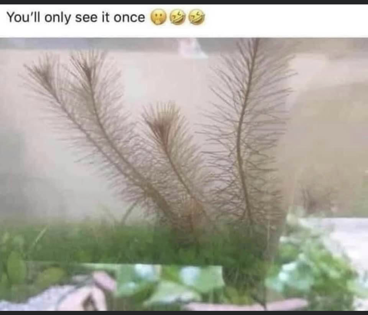 1BB24D32-3A3F-4BA0-833F-BA650B91D4A3.jpeg