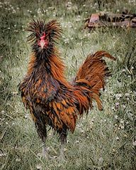 1d2b6219df693b0ad12f8b454f4a3e72--frizzle-chickens-fancy-chickens.jpg
