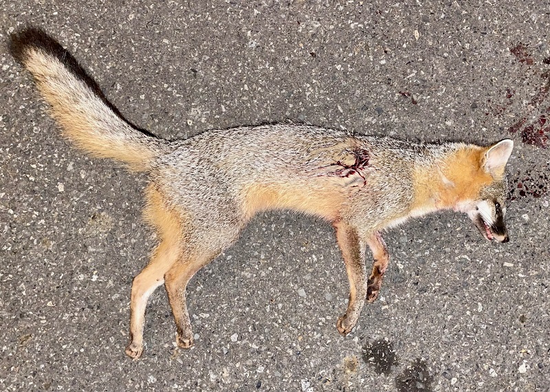 1STFOX.jpg