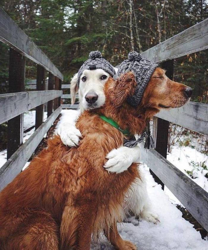 2 dogs.jpeg