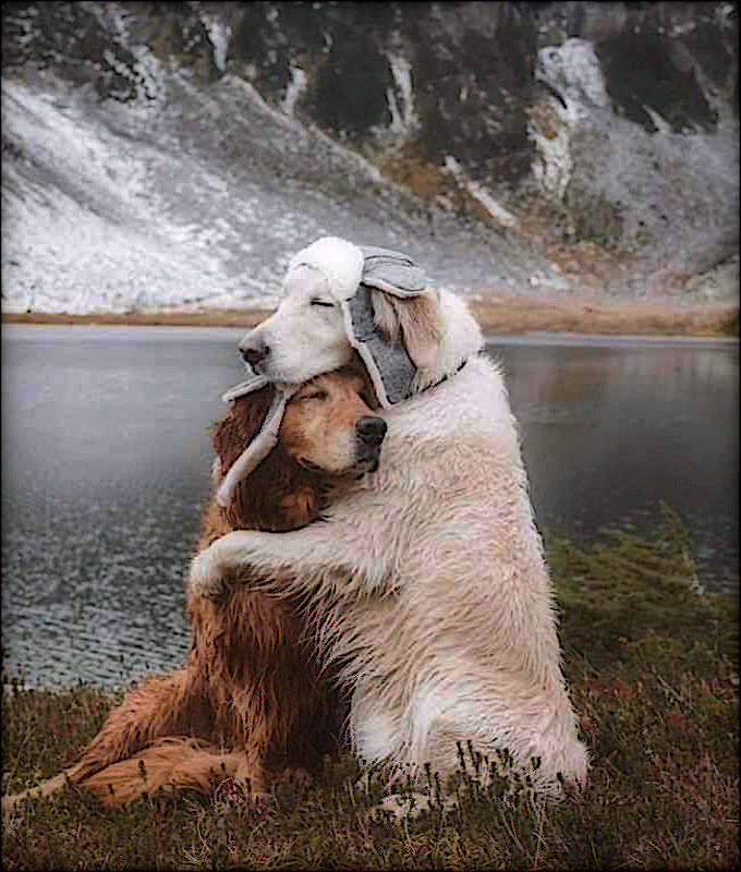 2 dogs.png