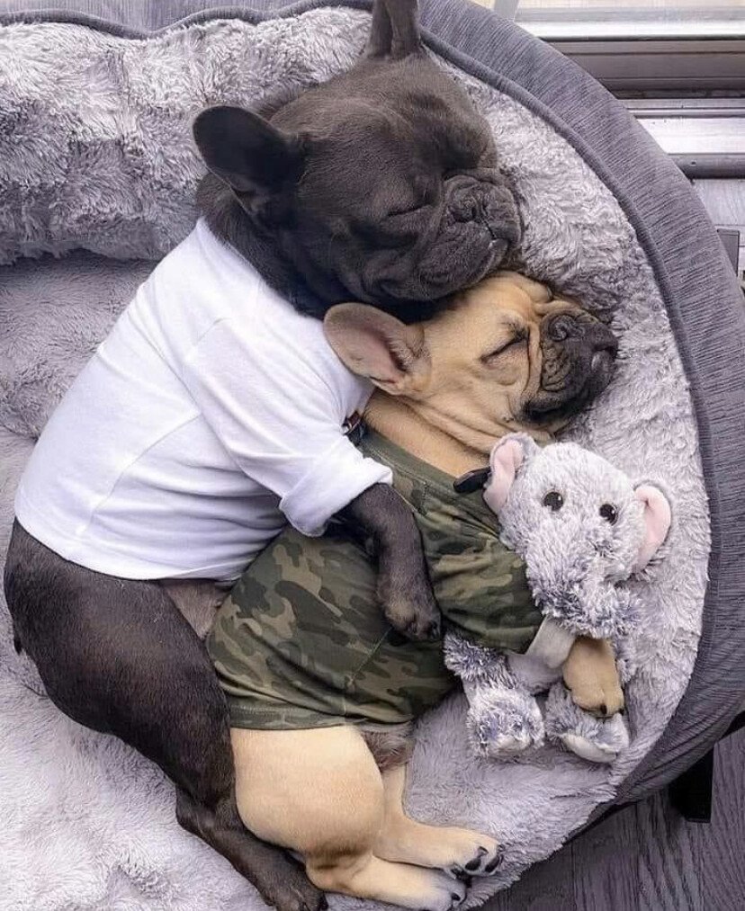 2 dogs sleep.jpeg