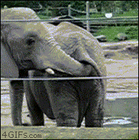 200w-1.gif