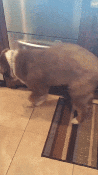200w (3).gif
