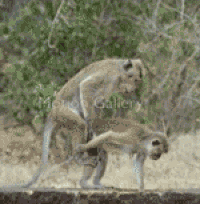 200w.gif
