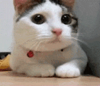 200w.gif