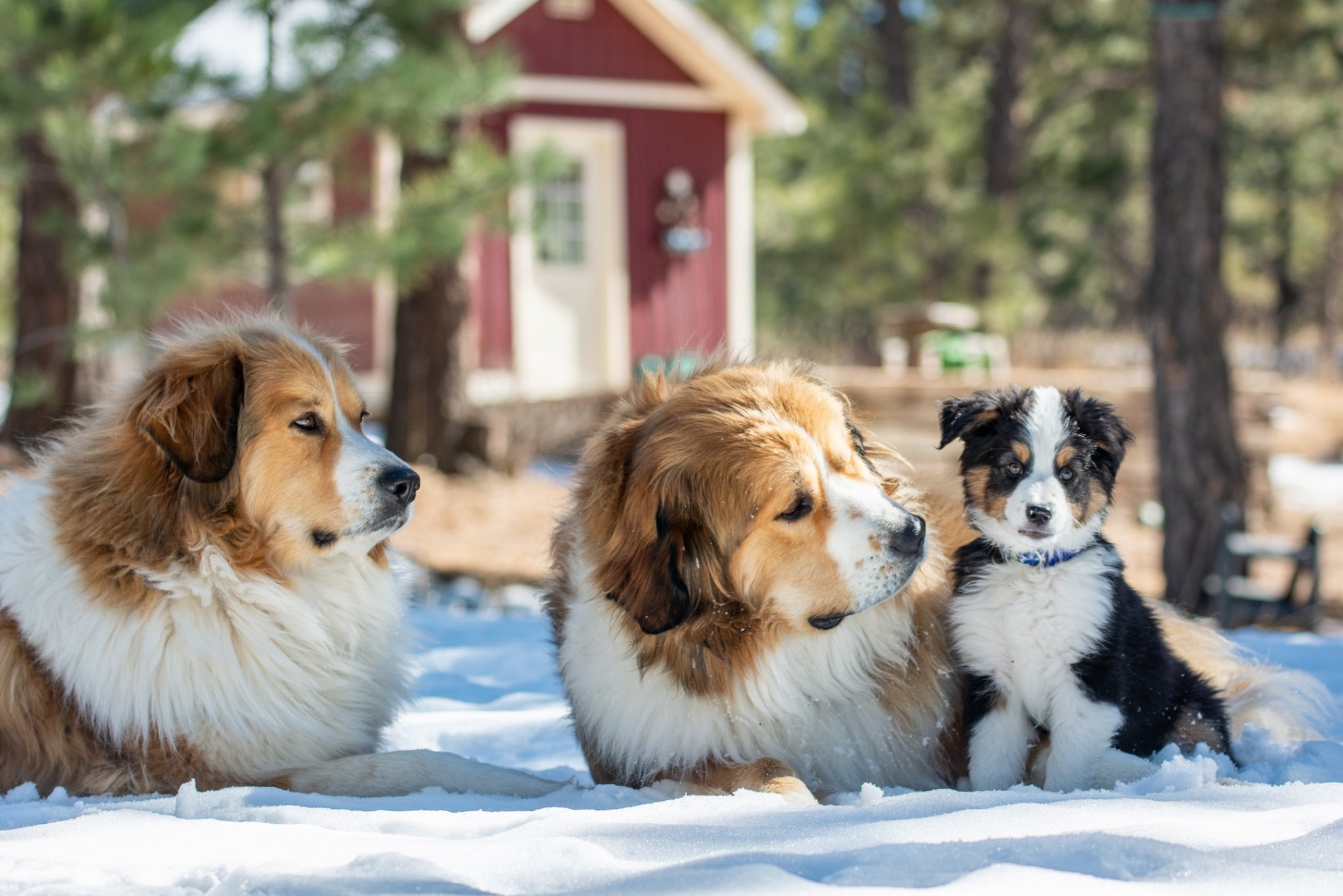 2015-02-19_Doggies_0013.jpg