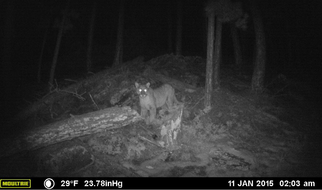20150111 mtn lion 203am.JPG