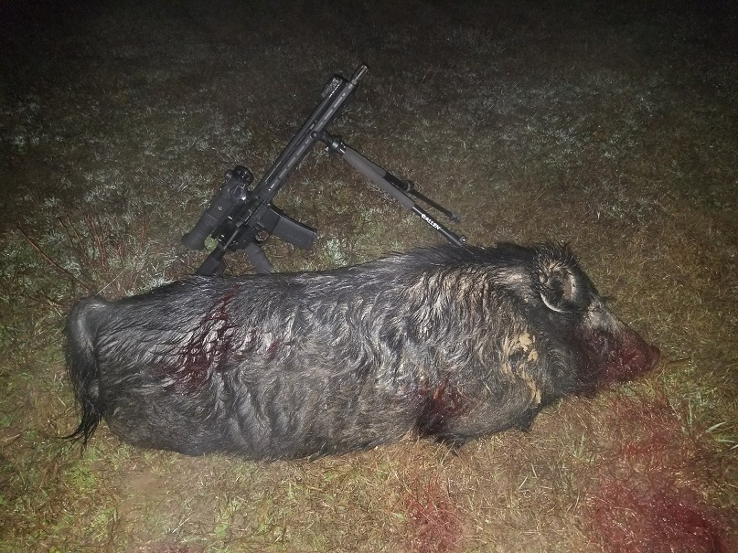 20181201 Boar Island.jpg