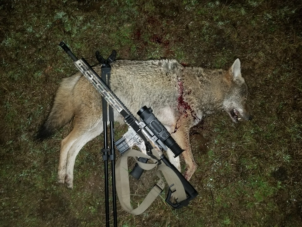 20181220 Coyote Island.jpg