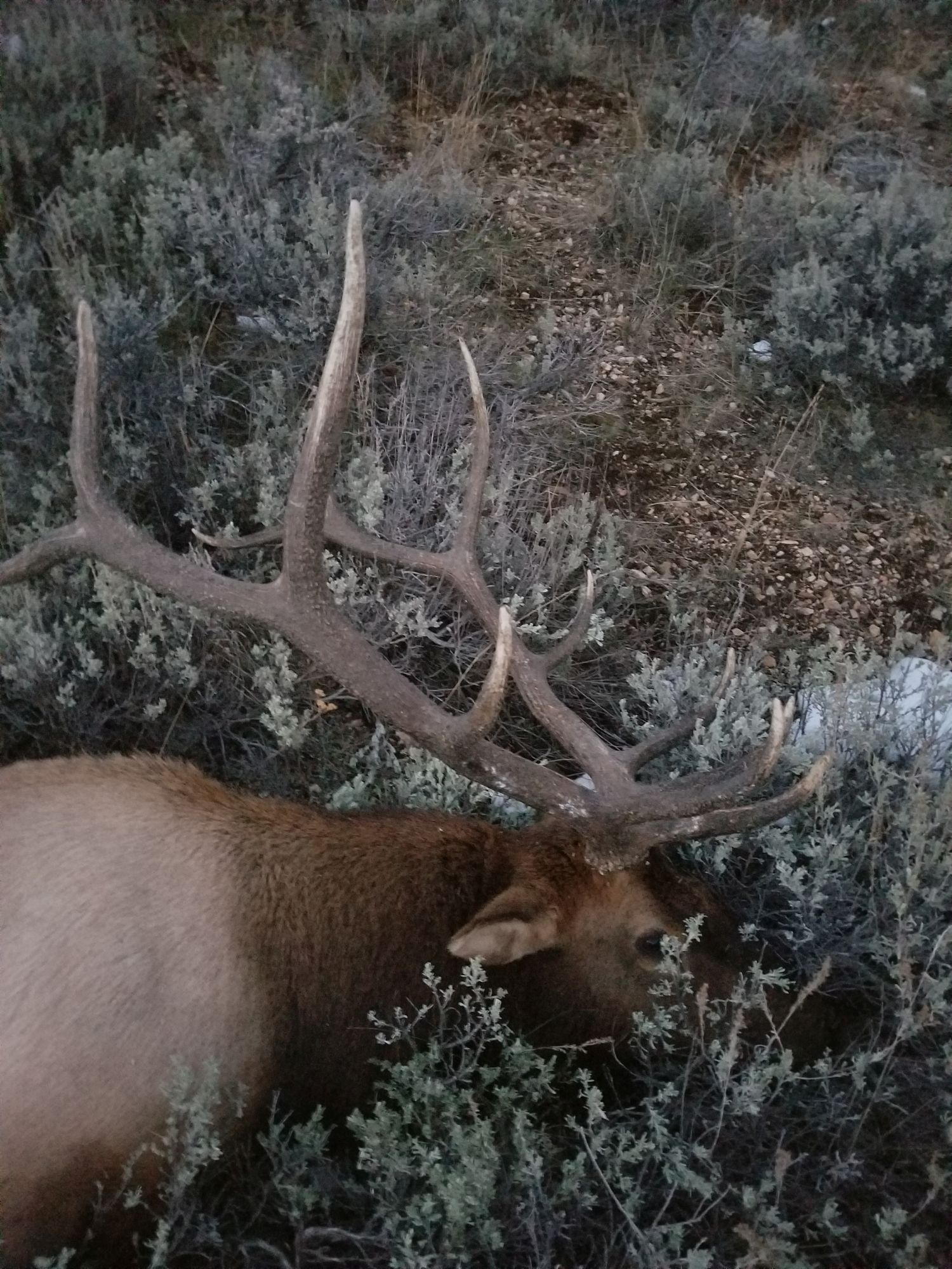 2019 Bull.jpg