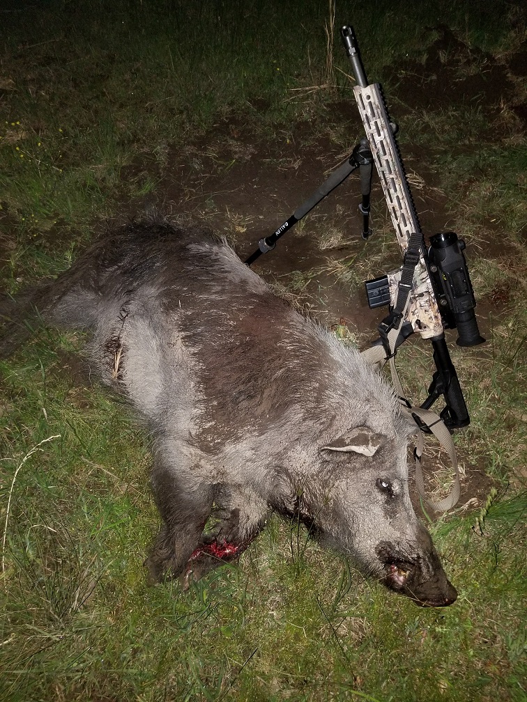 20190429_Kirkus Boar1.jpg