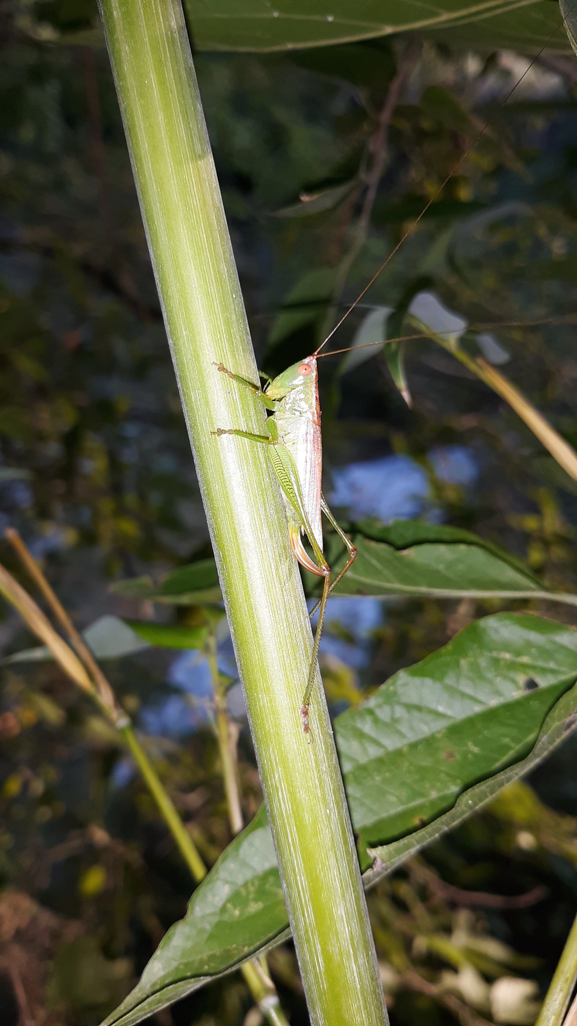 20200816_073306.jpg