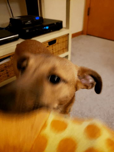 20211215_195302_1.gif