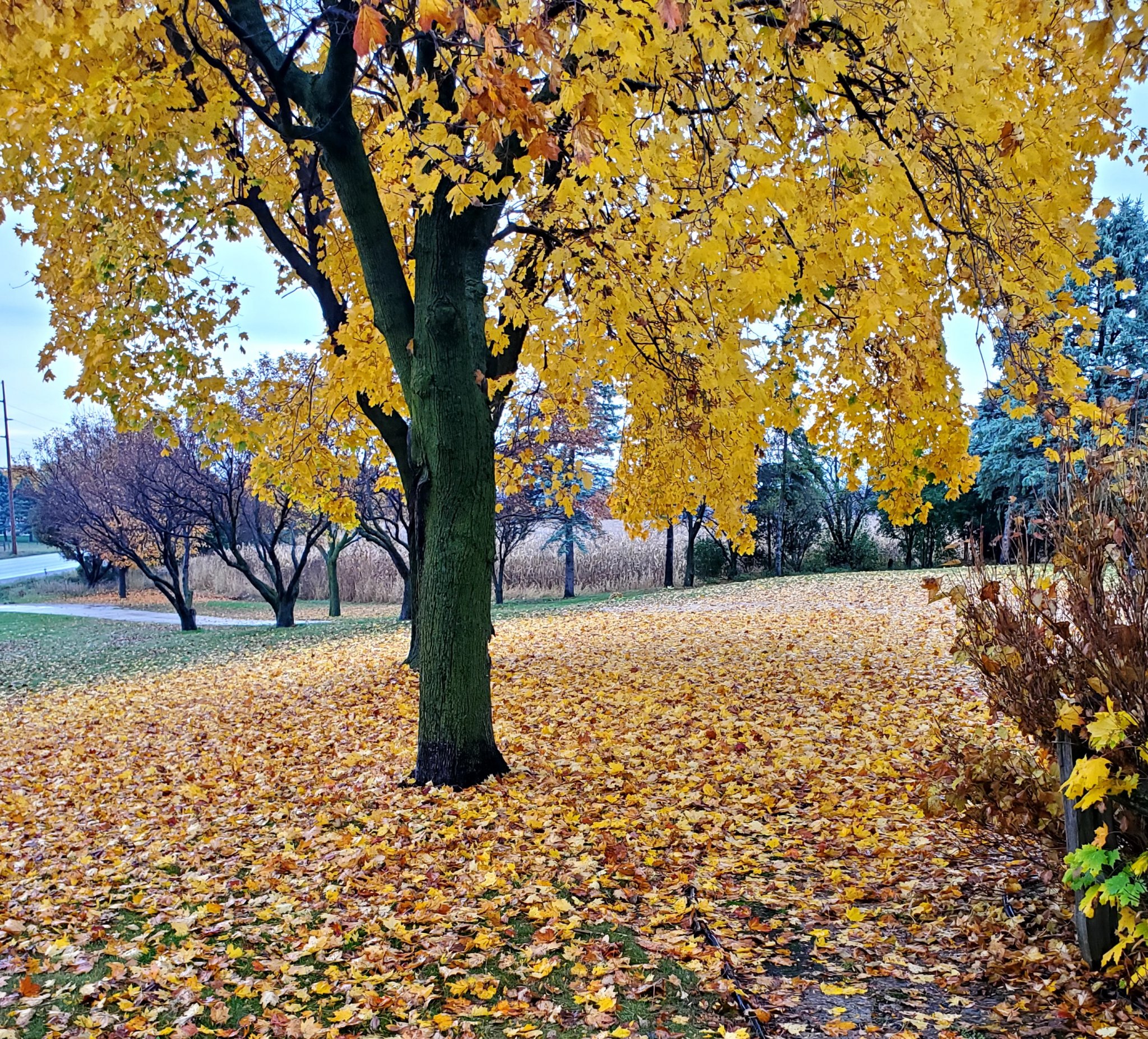 20231026_161807.jpg