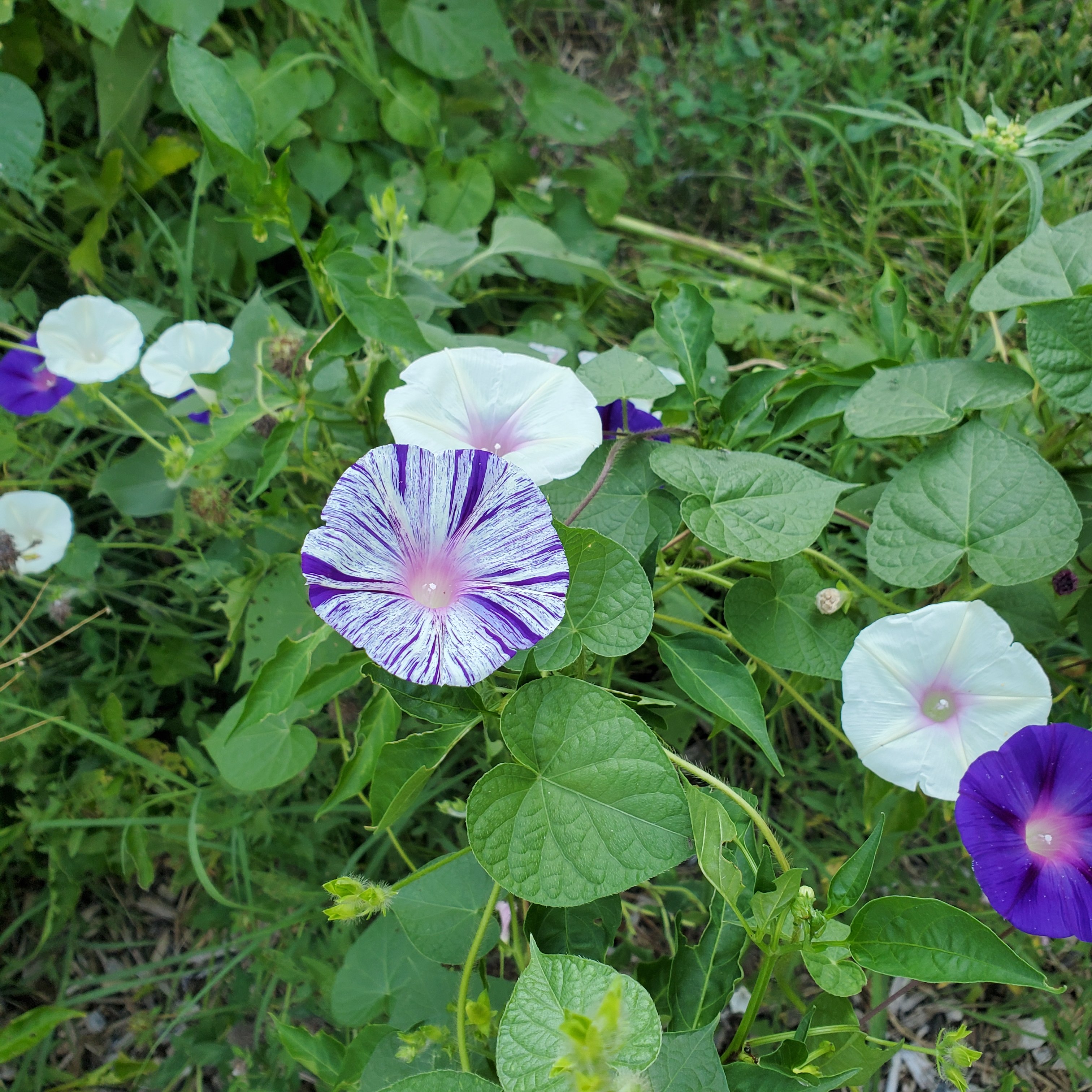 20250808_072643.jpg