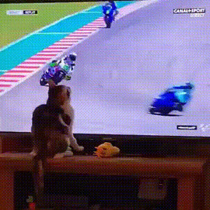 208DE5FD-987E-4005-BD8D-2AB4A3F7C2E3.gif