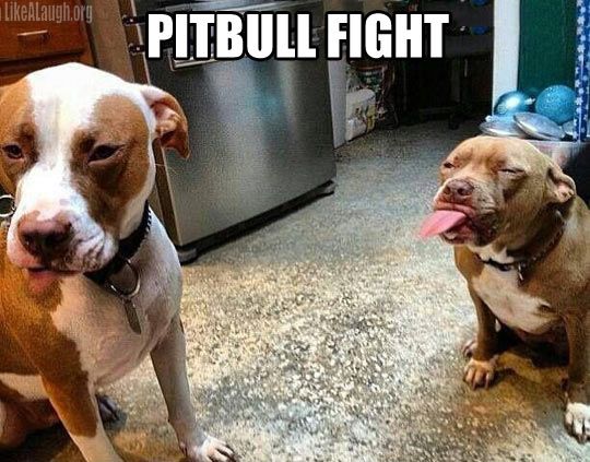 21eb482e3f2f59369933de3113e3958c--pit-bulls-so-cute.jpg