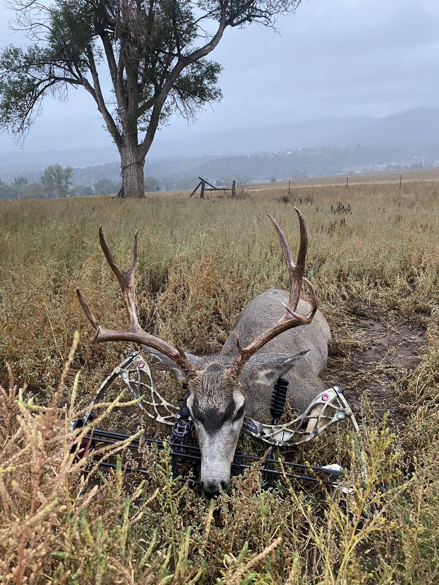 22 mulie jpg.jpg