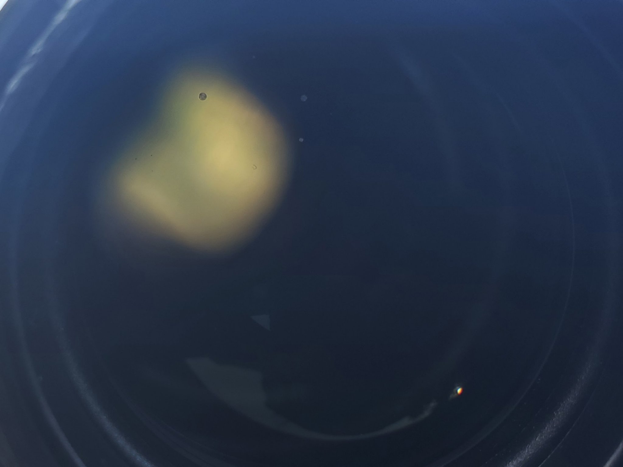 2288F445-4D68-4513-B777-1E888945DB0C.jpeg