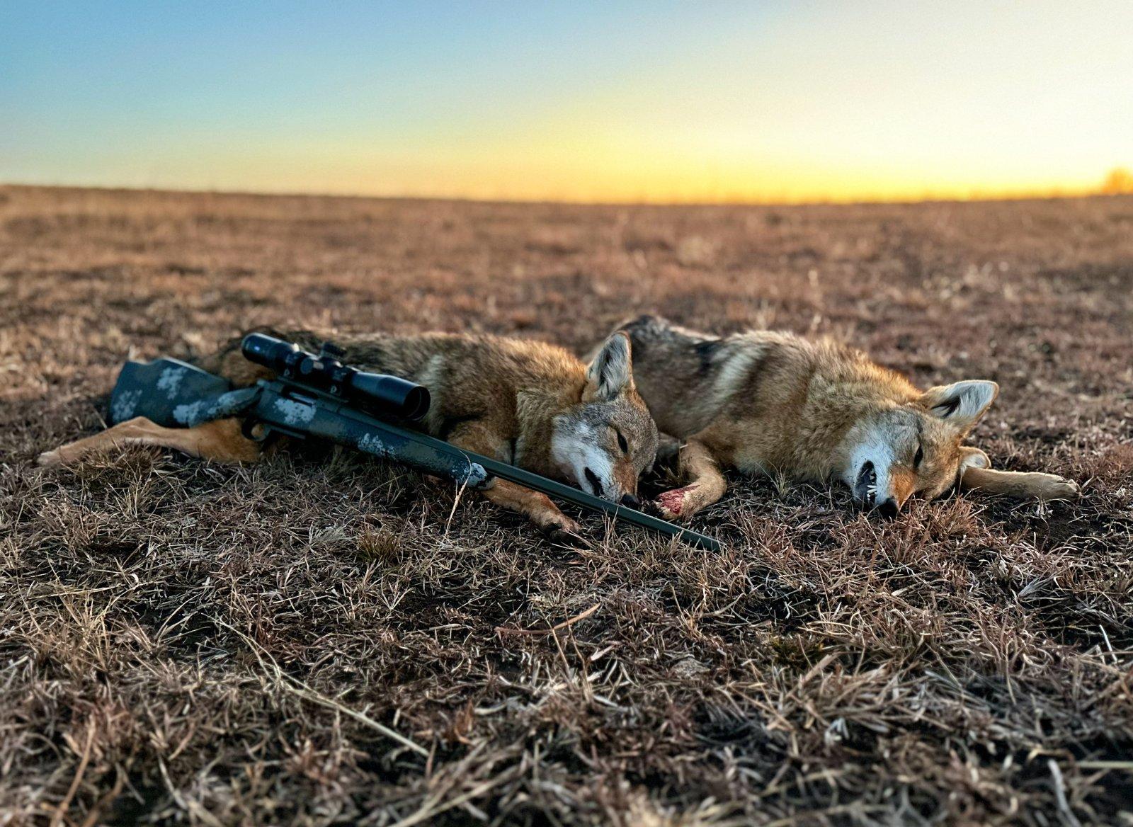 22cmyotes.jpeg