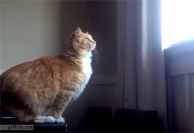 23CE4170-269C-40CA-AD5A-3A80AAC33EDA.gif