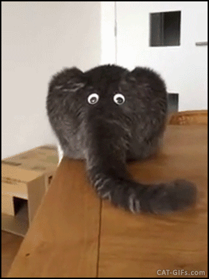 2592D66A-BD7A-41CB-9D26-E6DF6018B98E.gif