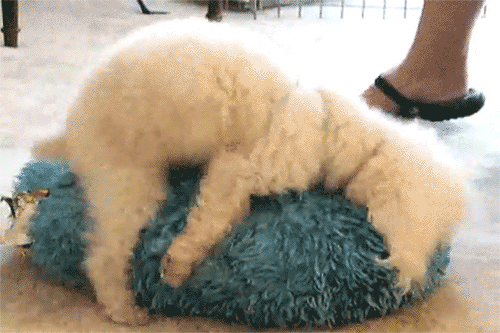 27F7FF50-4BDA-446B-8F97-E3B192EE2838.gif