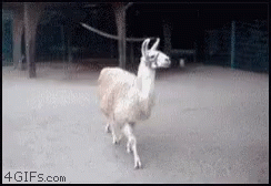 28316DB2-AD1E-4B1A-B9EB-361C90A64487.gif