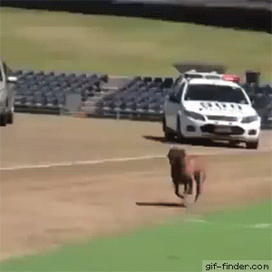 2AA3FC8A-1EE8-4ABC-8BCF-1F4F93EC5907.gif