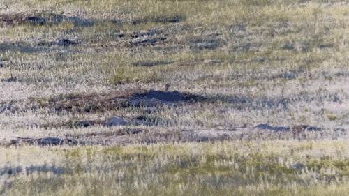 2C70A411-5C5C-400A-A439-8A6AAC172166.gif