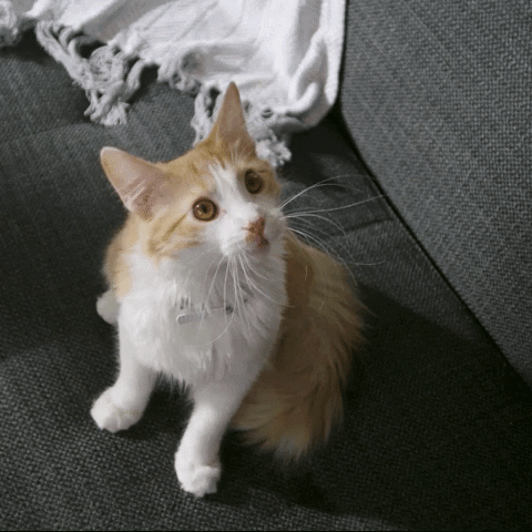 2C89AF4E-B5F1-410B-B6E5-6776DE308270.gif