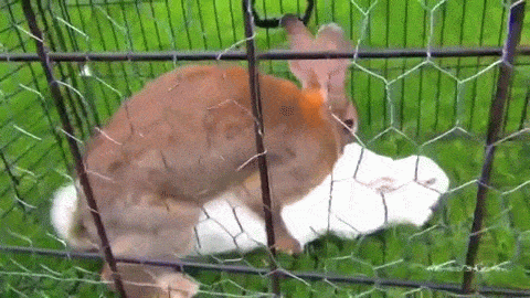 2DDDA079-24E4-4BB1-9EF2-257FCF7E7EB0.gif