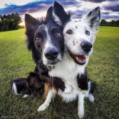 2dogs.jpeg