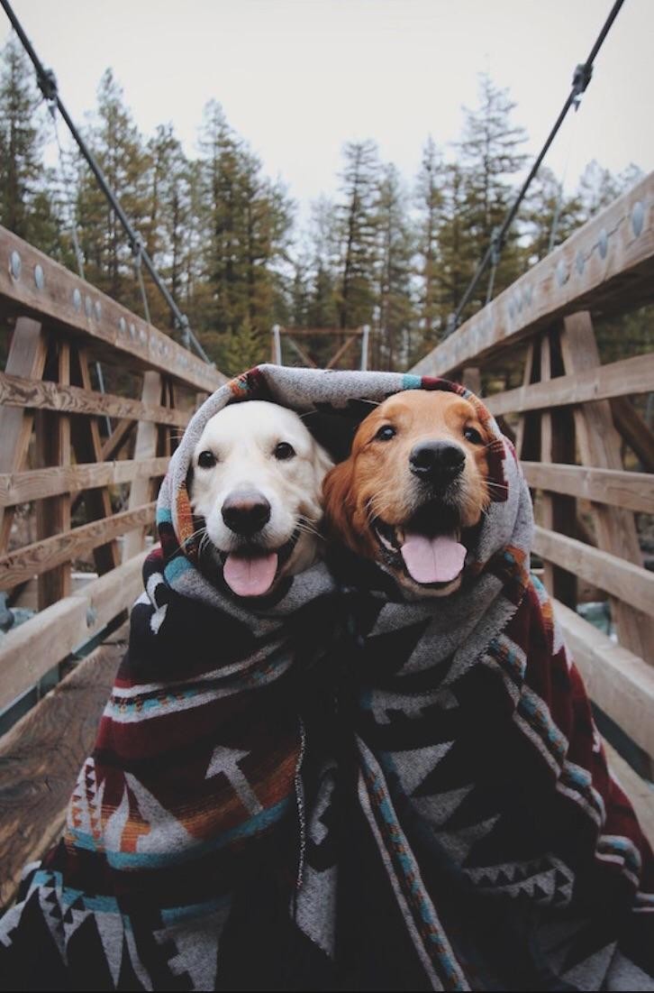 2dogs.jpg