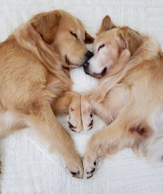 2dogs.png