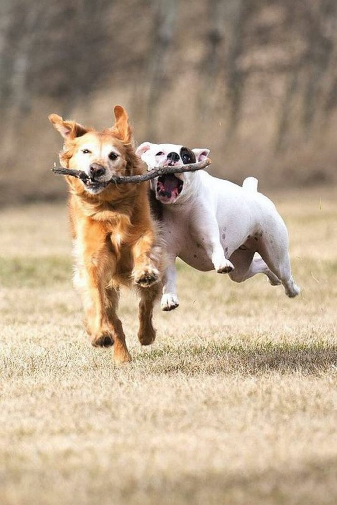 2dogs stick.jpeg