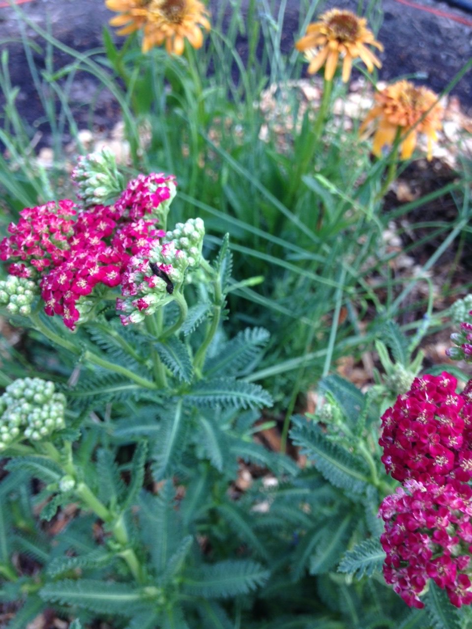 2F74E076-77F5-4D5D-8097-8CDC79FA629A.jpeg