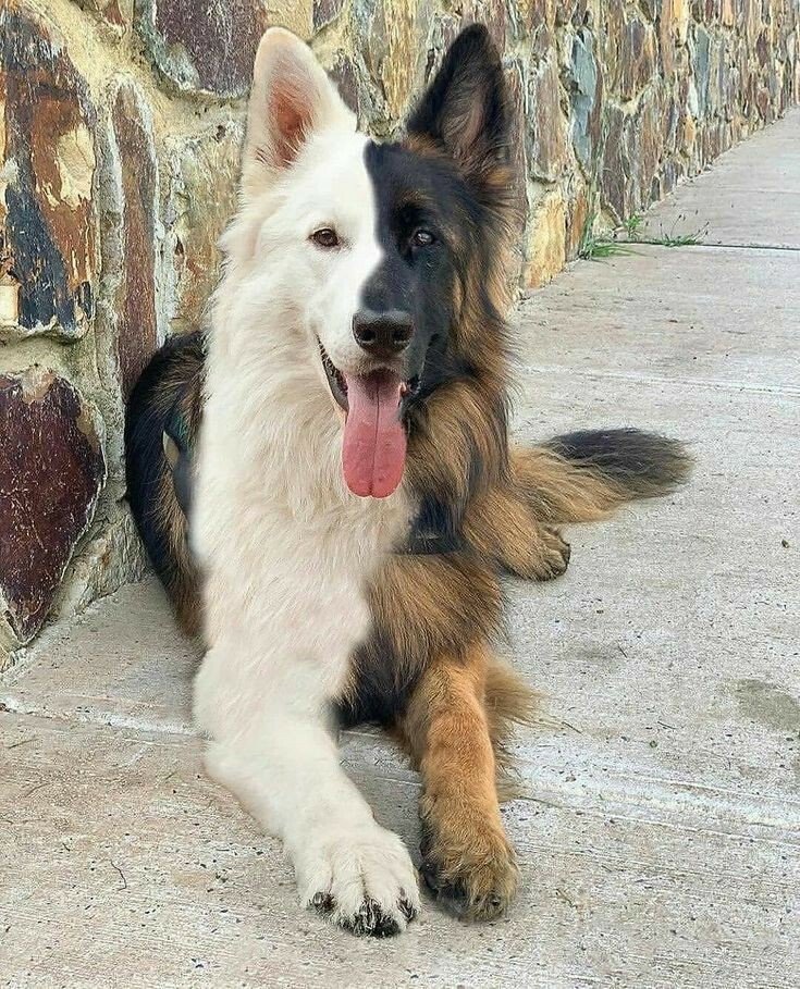 2tone dog.jpg